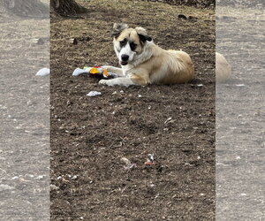 Anatolian Shepherd-Unknown Mix Dogs for adoption in Kankakee, IL, USA