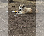 Small Anatolian Shepherd Mix