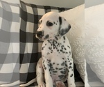 Small Photo #5 Dalmatian Puppy For Sale in LINCOLNTON, GA, USA