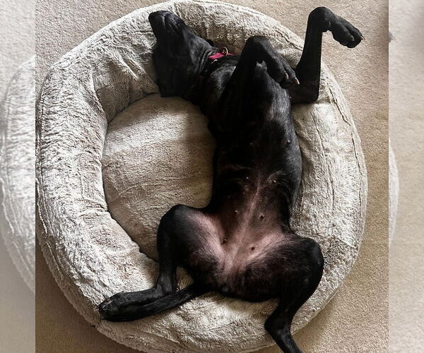 Medium Photo #2 Plott Hound-Unknown Mix Puppy For Sale in Hayward, CA, USA