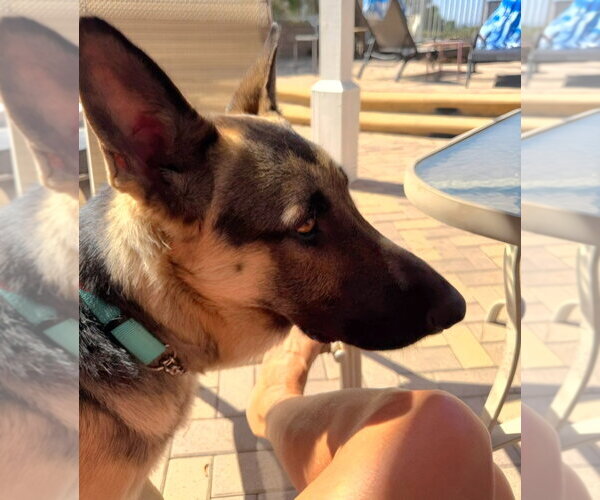 Medium Photo #4 German Shepherd Dog Puppy For Sale in Lake Forest, CA, USA