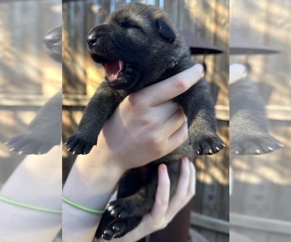 Medium Photo #7 German Shepherd Dog Puppy For Sale in LAKE ELSINORE, CA, USA