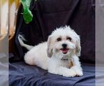 Small Photo #1 Poodle (Toy)-Zuchon Mix Puppy For Sale in NEWVILLE, PA, USA