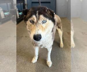 Siberian Husky Dogs for adoption in Woodland, CA, USA
