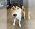 Small Siberian Husky