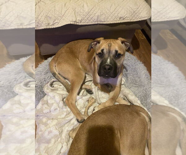 Medium Photo #2 Boxer-Unknown Mix Puppy For Sale in Springdale, PA, USA