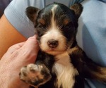 Small #24 Bernedoodle (Miniature)