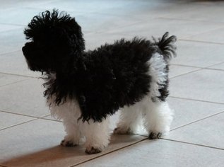 Medium Poodle (Toy)