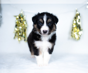Border Collie Puppy for sale in CONWAY, MO, USA