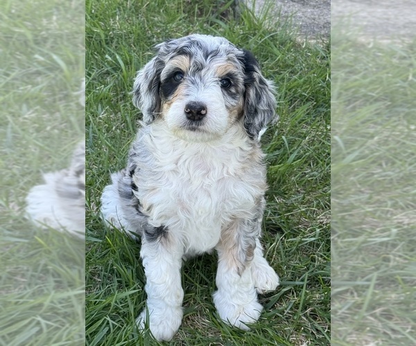 Medium Photo #2 Bernedoodle Puppy For Sale in ROSCOE, SD, USA