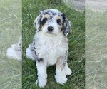 Small #1 Bernedoodle