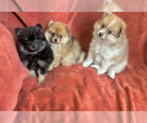 Pomeranian Dogs for adoption in RICHMOND, MI, USA