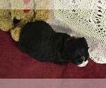 Small Photo #11 Bernedoodle Puppy For Sale in CLARE, MI, USA