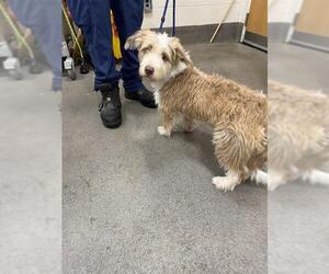 Petit Basset Griffon Vendeen-Unknown Mix Dogs for adoption in Forestville, MD, USA