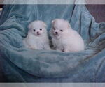 Small #2 Pomeranian
