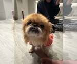 Small #1 Pekingese Mix