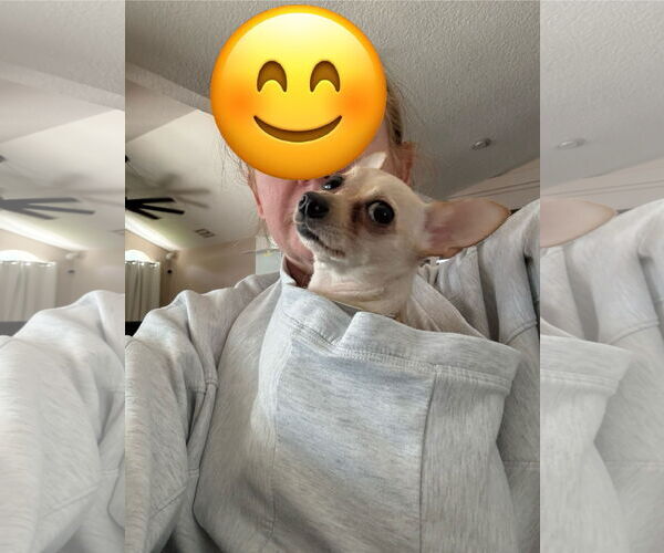 Medium Photo #7 Chihuahua Puppy For Sale in Orlando, FL, USA