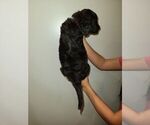 Small Photo #6 Sheepadoodle Puppy For Sale in DANVILLE, AL, USA