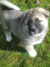 Akita Puppy for sale in SPOKANE, WA, USA
