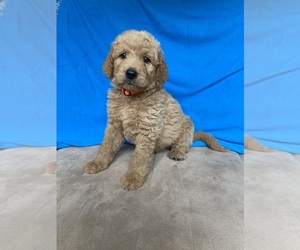 Goldendoodle Puppy for sale in STELLA, MO, USA