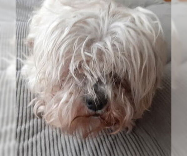 Medium Photo #2 Lhasa Apso-Unknown Mix Puppy For Sale in Deepwater, NJ, USA