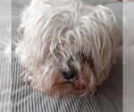 Small #1 Lhasa Apso Mix