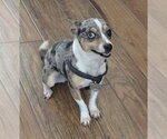 Small #1 Rat Terrier Mix