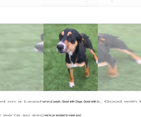 Medium Photo #2 Mutt Puppy For Sale in Rockaway, NJ, USA