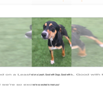 Small #1 Mutt