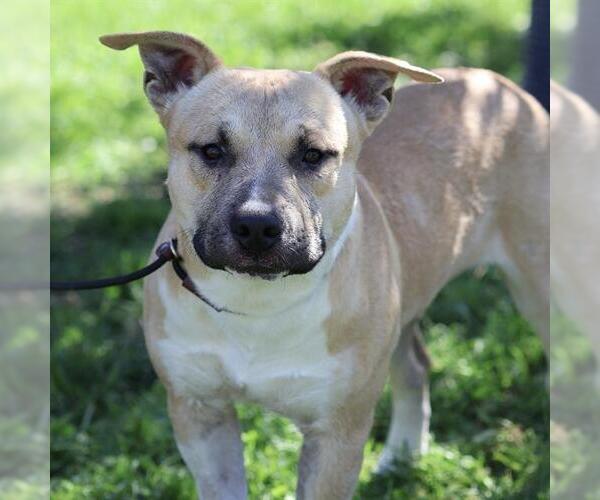 Medium Photo #1 Mutt Puppy For Sale in Modesto, CA, USA