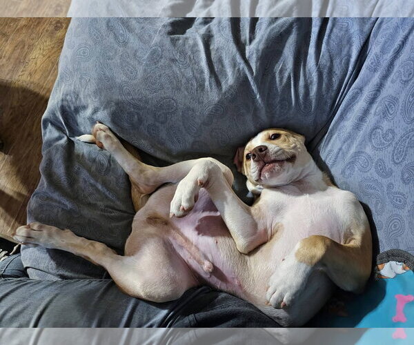 Medium Photo #11 American Pit Bull Terrier-Unknown Mix Puppy For Sale in Rockaway, NJ, USA