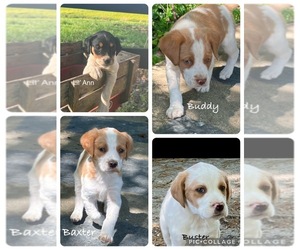 Brittany-Unknown Mix Puppy for sale in JETERSVILLE, VA, USA