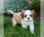 Small #2 Cavalier King Charles Spaniel