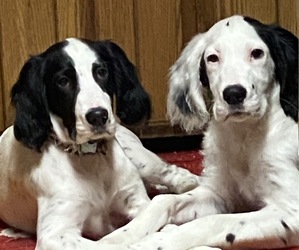 English Setter Puppy for sale in FRIENDSHIP, WI, USA