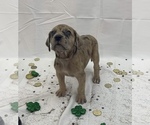 Small Photo #3 Great Dane Puppy For Sale in SALTVILLE, VA, USA