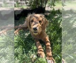 Small #1 Goldendoodle