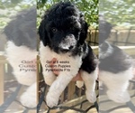 Small Photo #12 Pyredoodle Puppy For Sale in GEORGETOWN, TX, USA