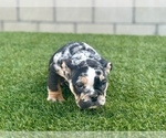 Small #12 English Bulldog