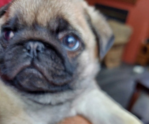 Pug Puppy for sale in WEST RICHFIELD, OH, USA