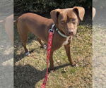 Small #1 Chihuahua Mix