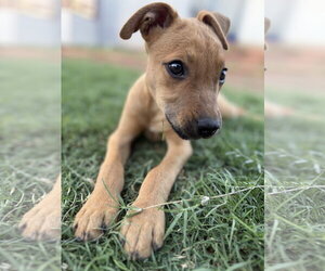 German Shepherd Dog-Unknown Mix Dogs for adoption in MIDWAY, UT, USA