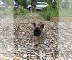 Small Photo #11 French Bulldog Puppy For Sale in STAFFORD, VA, USA