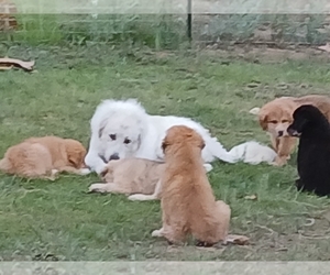 Australian Shepherd-Great Pyrenees Mix Puppy for sale in PRESCOTT, AZ, USA