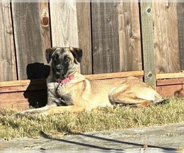 Medium Photo #7 Shepradors Puppy For Sale in Milpitas, CA, USA