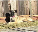 Small #6 Shepradors