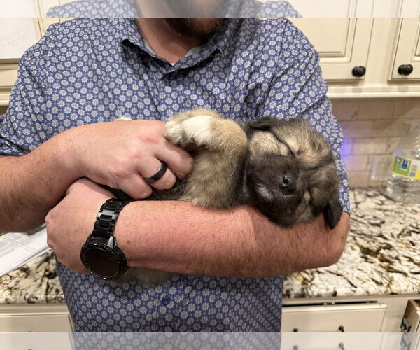 Medium Photo #4 German Shepherd Dog-Unknown Mix Puppy For Sale in The Woodlands, TX, USA