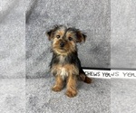 Small #2 Yorkshire Terrier