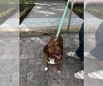 Small Labrador Retriever