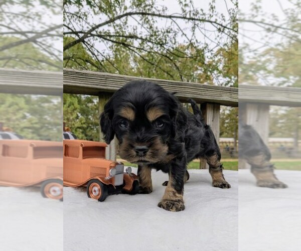 Medium Photo #3 Cock-A-Poo Puppy For Sale in SALEM, MO, USA