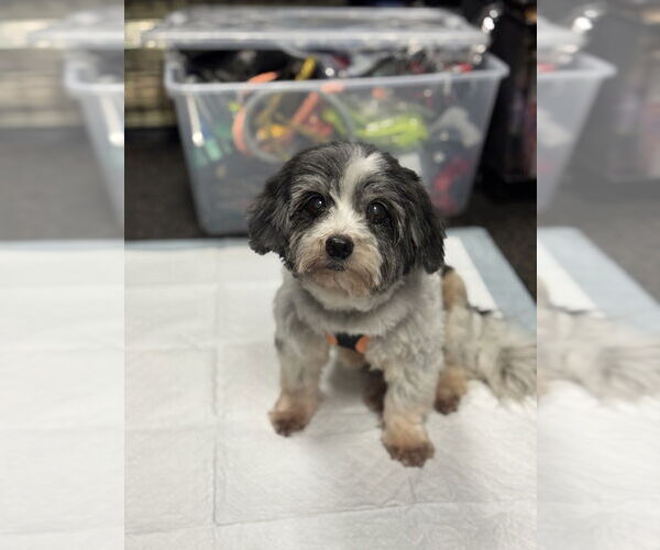 Medium Photo #8 Havanese Puppy For Sale in Mundelein, IL, USA